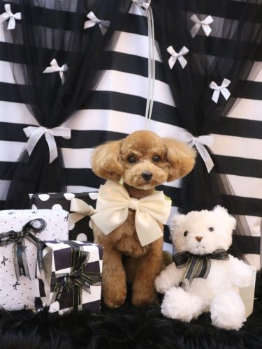 20260221モカちゃん