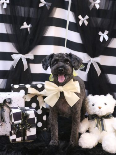 20260221りんちゃん