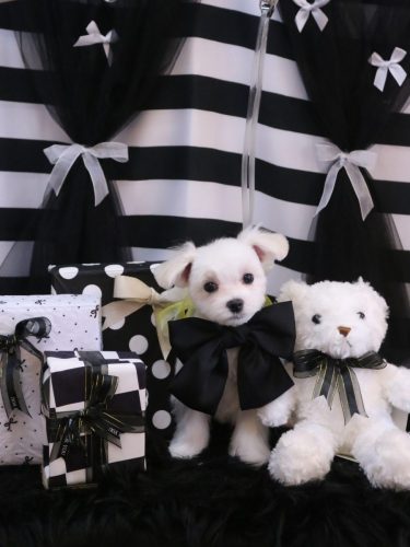 20260221はなちゃん