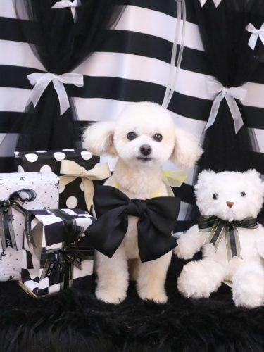 20260221ポコちゃん