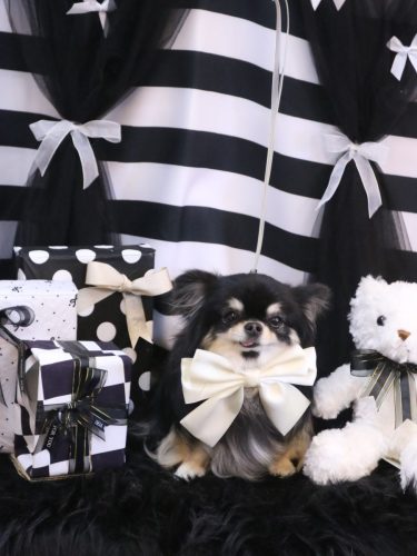 20260221プリンちゃん