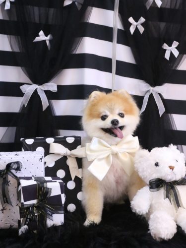 20260221モコくん