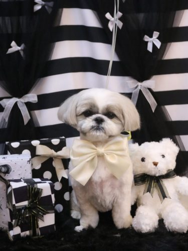 20260222みたらしちゃん