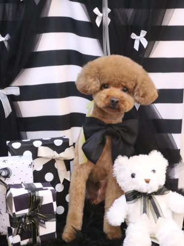 20260222まめくん