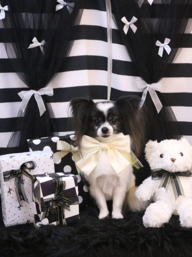 20260223ルアナちゃん