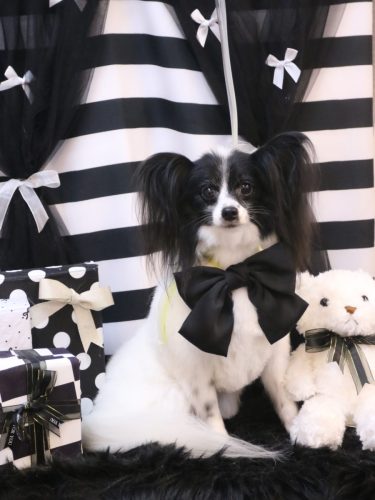 20260223レモンちゃん