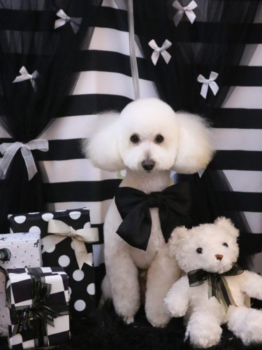 20260223ポンくん