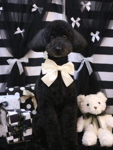 20260223アロちゃん