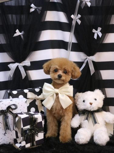 20260223部長くん