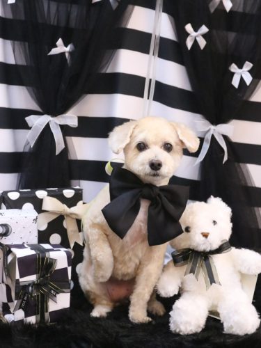 20260224きららちゃん