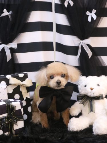 20260224マロンくん