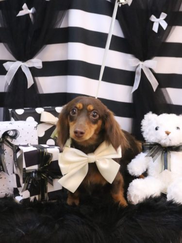 20260224こむぎちゃん