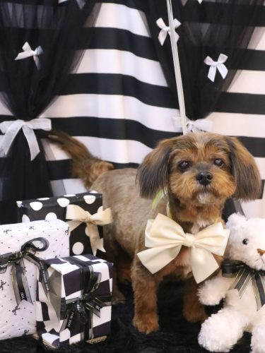 20260224あずきちゃん