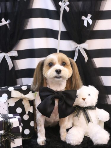 20260224メイちゃん