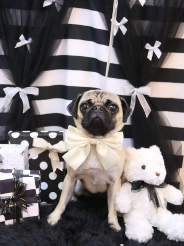 20260225ふぅちゃん