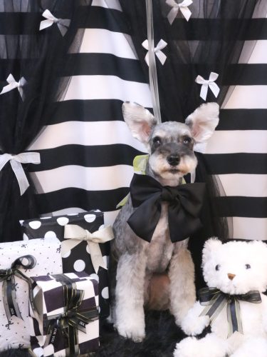 20260225むぎちゃん