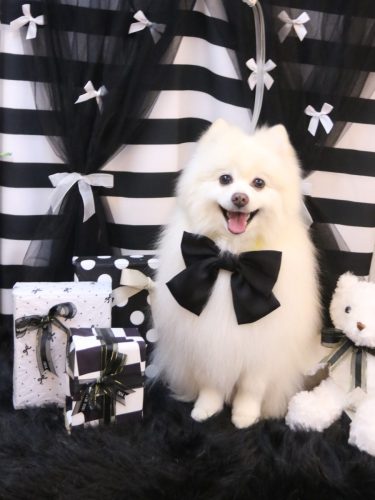 20260225ぽこちゃん