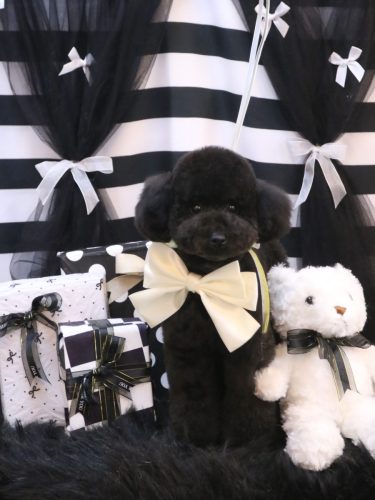 20260225コーディくん