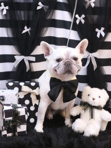 20260225ブーくん