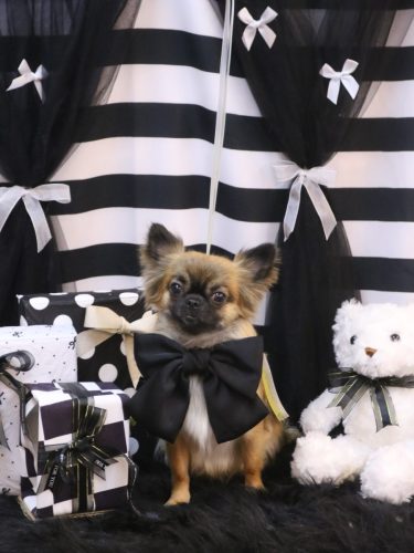 20260226むぎちゃん