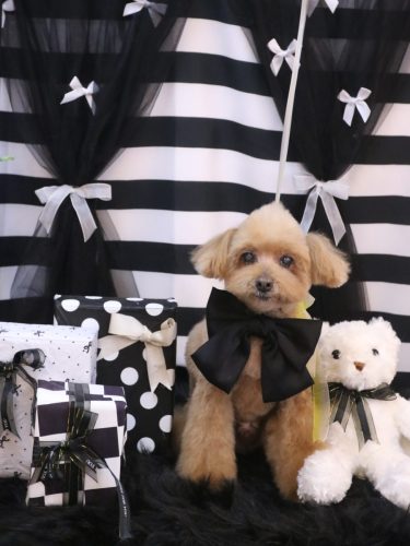 20260226チップくん