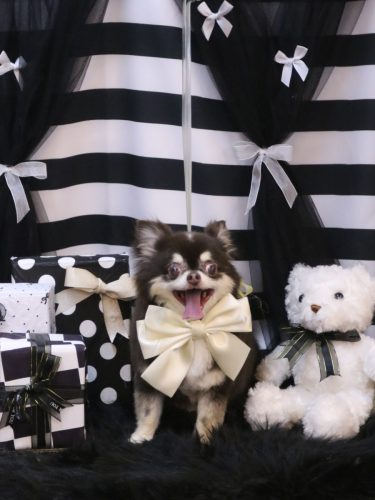 20260226ラブちゃん