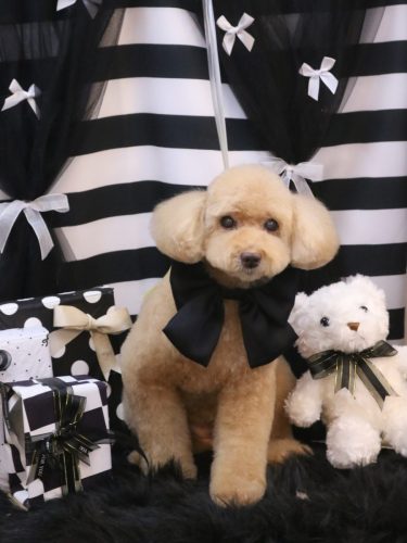 20260226モンチちゃん