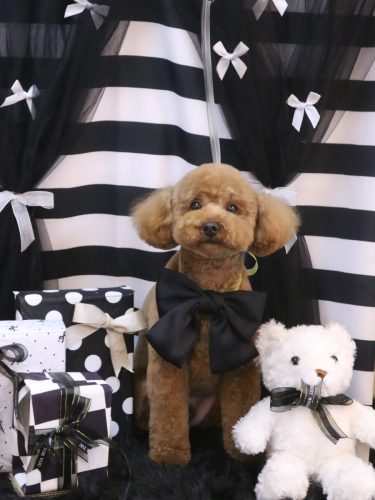 20260226モコくん