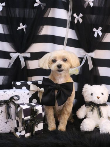 20260227ムックくん