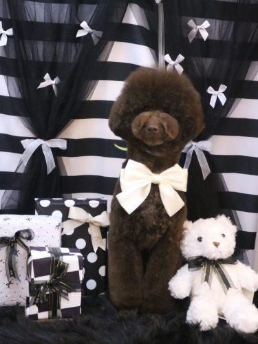 20260227ブランくん