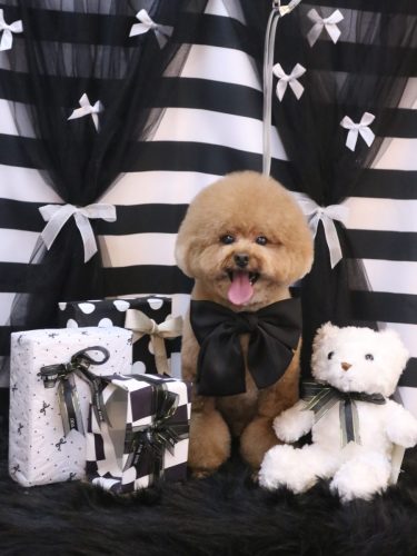 20260227ピノくん