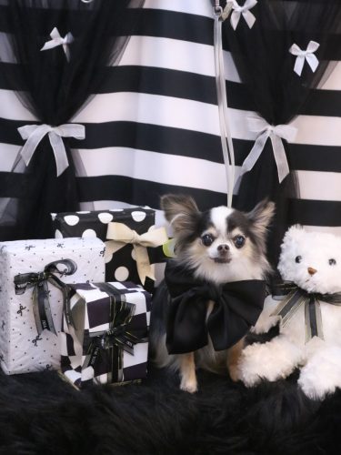 20260227ひめちゃん