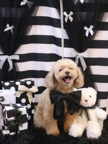 20260227バーディーくん