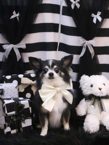 20260228パピーくん