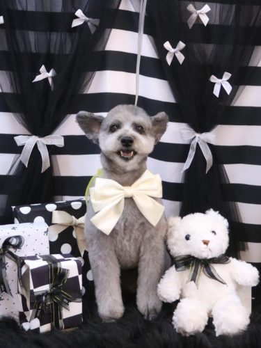 20260228シルヴァくん