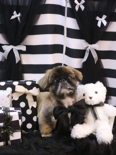 20260228スピカくん