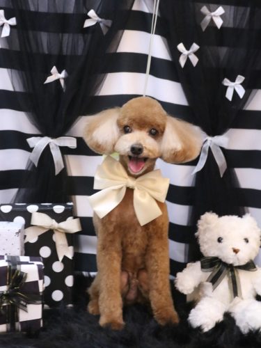 20260228バディくん