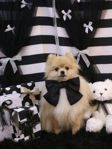 2026023アッシュくん