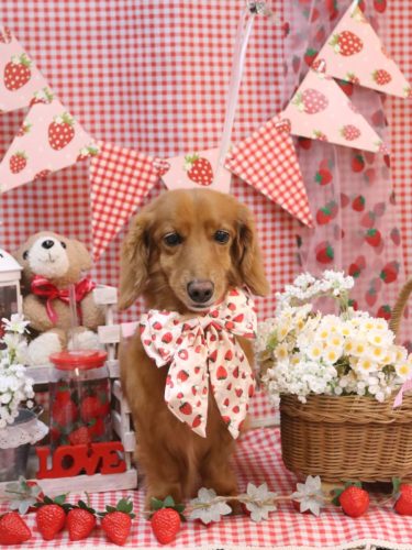 20260301しろくん