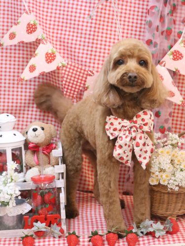 20260301テディくん