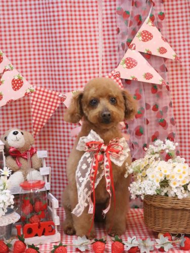 20260301チョコちゃん