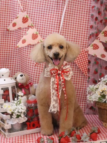 20260301チロくん