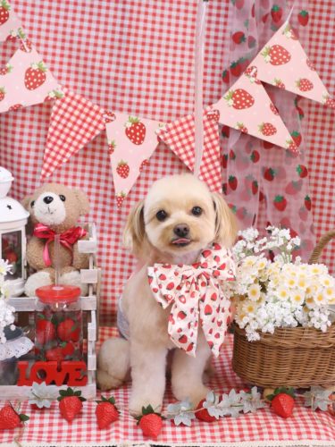 20260301ちゃいろくん