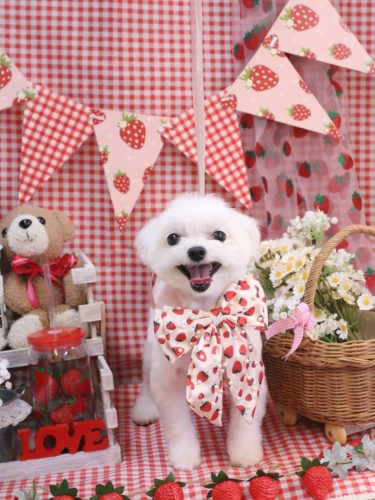 20260301みるくくん