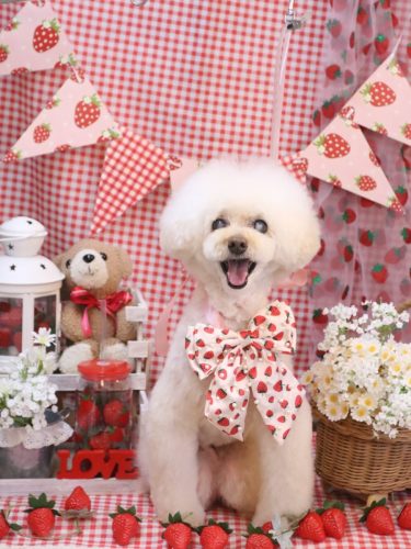 20260301ピッピちゃん