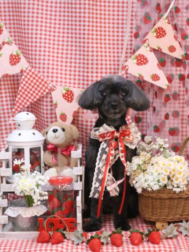 20260303ピピちゃん