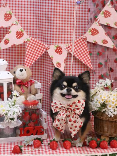 20260303ボスくん