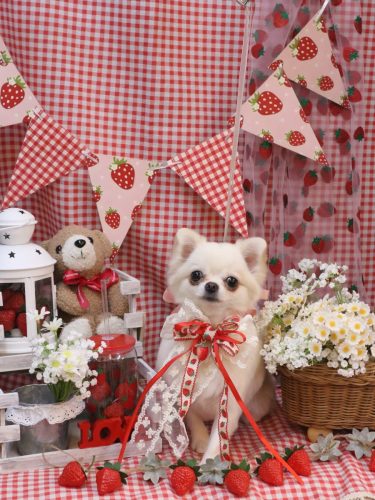 20260303プジョルちゃん