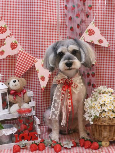 20260303パピコくん