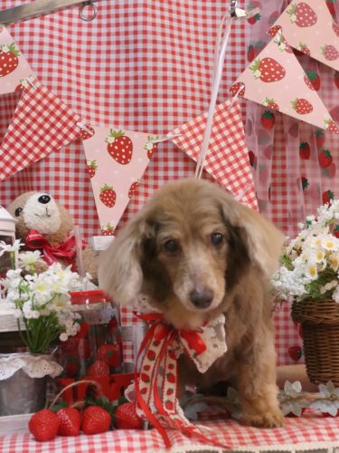 20260303桃ちゃん